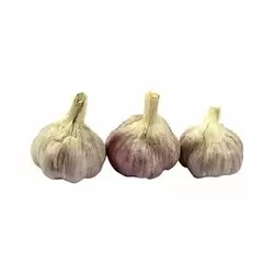 AJO MORADO