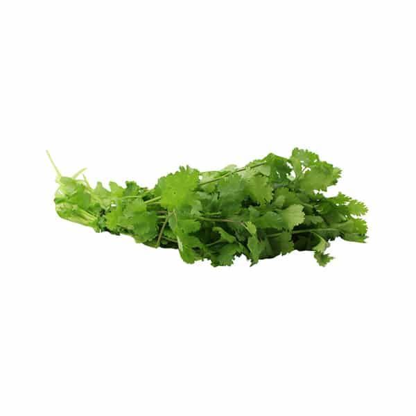 CILANTRO